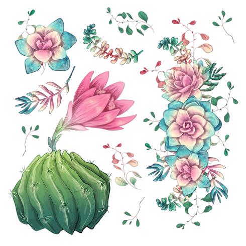 Suculentas. Mano de los cactus dibujada en un fondo blanco. Flores en el desierto. Dibujo vectorial de suculentas. vector