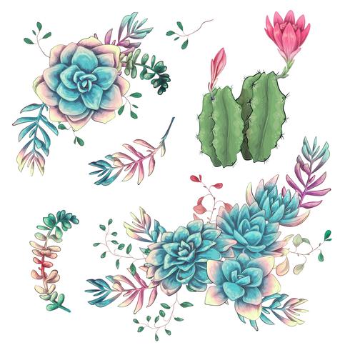 Succulents. Cacti hand drawn on a white background. Flowers in the desert. Vector drawing succulents