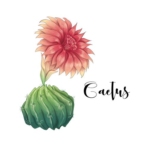Cactus in desert vector and illustration, hand drawn style, isolated on white background.