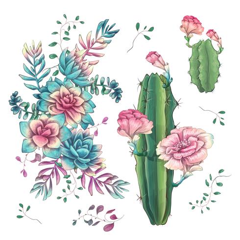 Succulents. Cacti hand drawn on a white background. Flowers in the desert. Vector drawing succulents