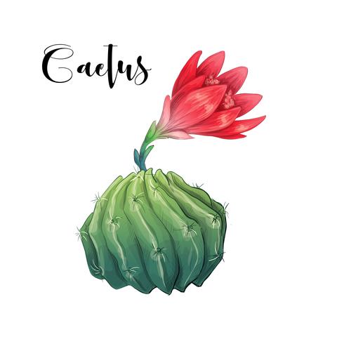 Cactus in desert vector and illustration, hand drawn style, isolated on white background.