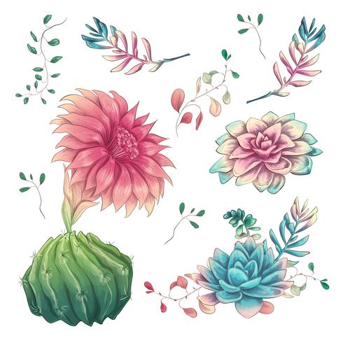 Suculentas. Mano de los cactus dibujada en un fondo blanco. Flores en el desierto. Dibujo vectorial de suculentas. vector