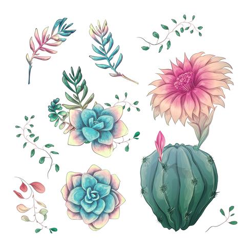 Succulents. Cacti hand drawn on a white background. Flowers in the desert. Vector drawing succulents