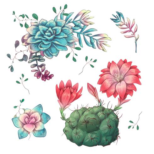 Suculentas. Mano de los cactus dibujada en un fondo blanco. Flores en el desierto. Dibujo vectorial de suculentas. vector