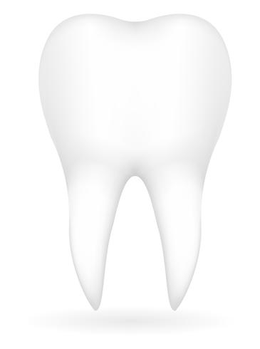 tooth vector illustration