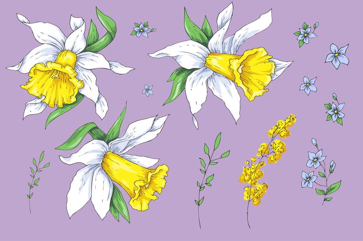 Set of different flowers of Narcissus. Hand drawn sketch. vector