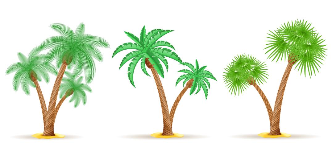 Ilustración de vector de palmera