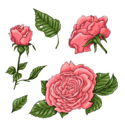 Set of coral roses. Hand drawing Vector illustration