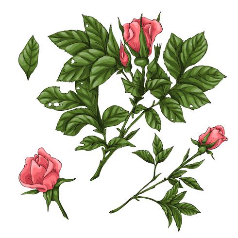 Conjunto de rosas de coral. Dibujo a mano ilustración vectorial vector