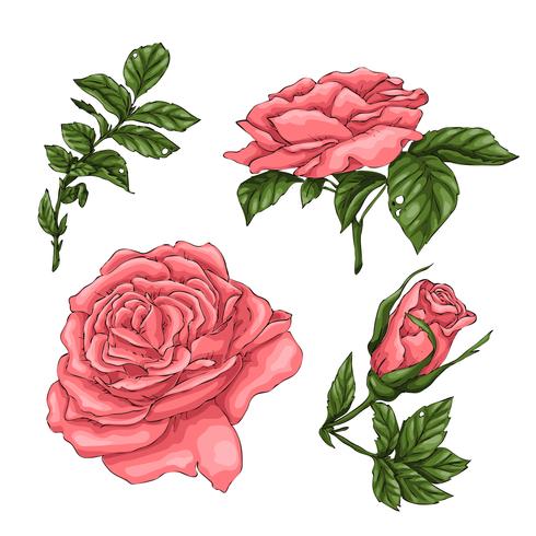 Set of coral roses. Hand drawing Vector illustration