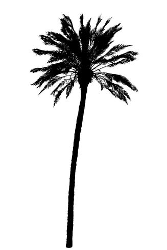 silhouette of palm trees realistic vector illustration