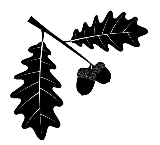 oak acorns with leaves black outline silhouette vector illustration