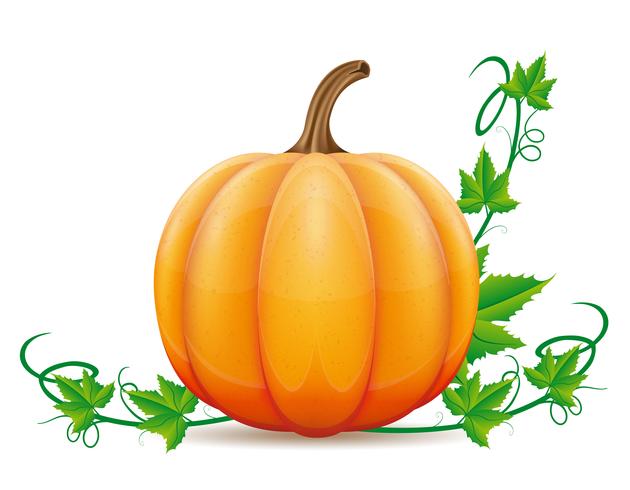 Ilustración de vector de calabaza y hoja