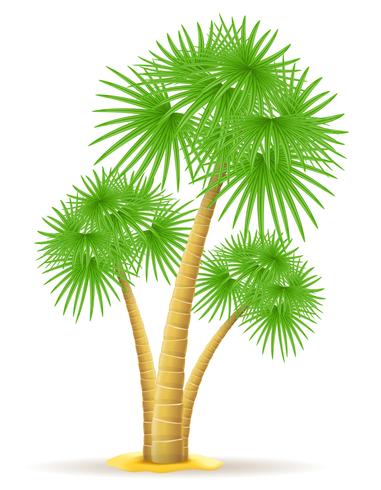 palm tree vector illustration