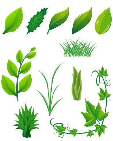 icon set of green leaves and plants for design vector