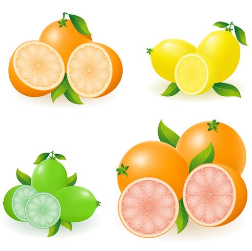 conjunto de cítricos naranja limón pomelo ilustración vectorial vector