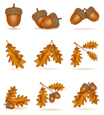 establecer iconos otoño roble bellotas con hojas ilustración vectorial vector