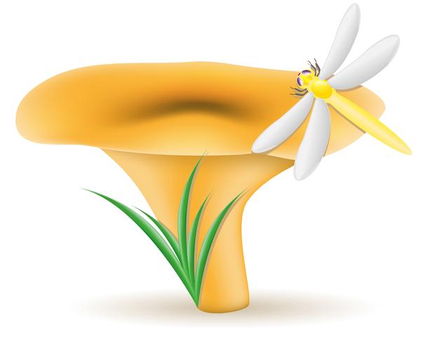 mushroom chanterelle vector illustration