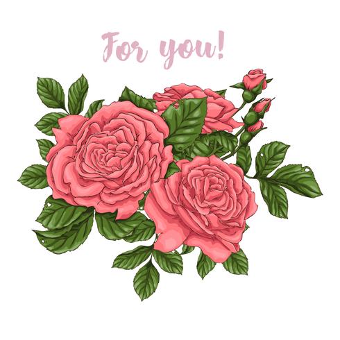 Conjunto de rosas coral dibujo a mano. vector