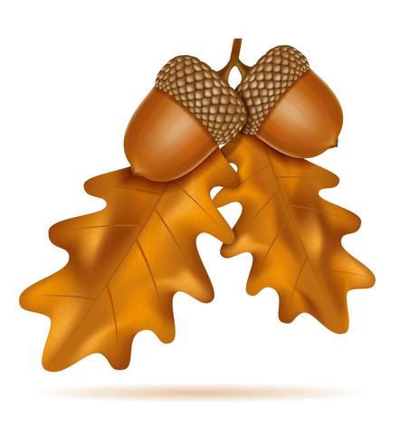autumn oak acorns with leaves vector illustration