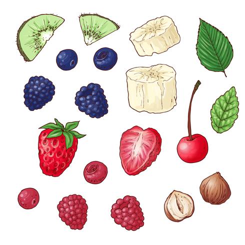 Set of wild berries kiwi banana nuts. Vector illustration