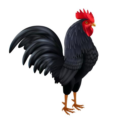 Black Rooster Realistic Side View Image  vector