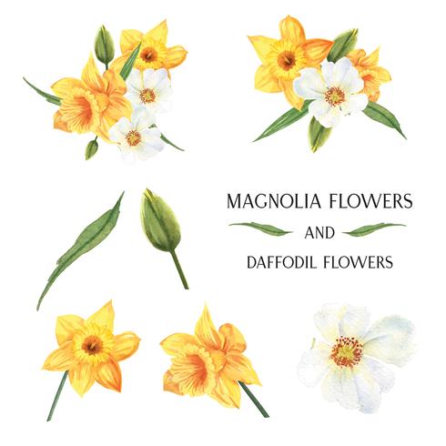 yellow Magnolia and Daffodil flowers bouquets  botanical florals llustration watercolor isolated vector