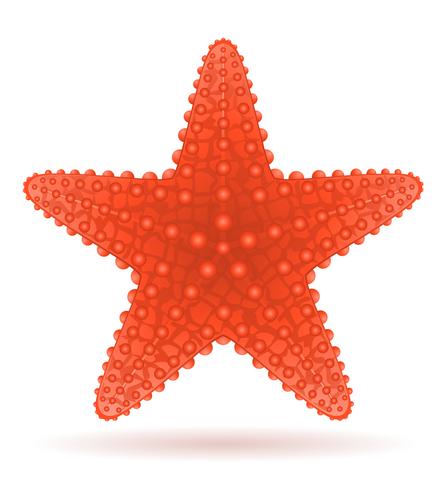 starfish vector illustration