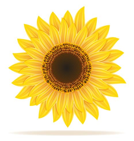 ilustración vectorial de girasol vector