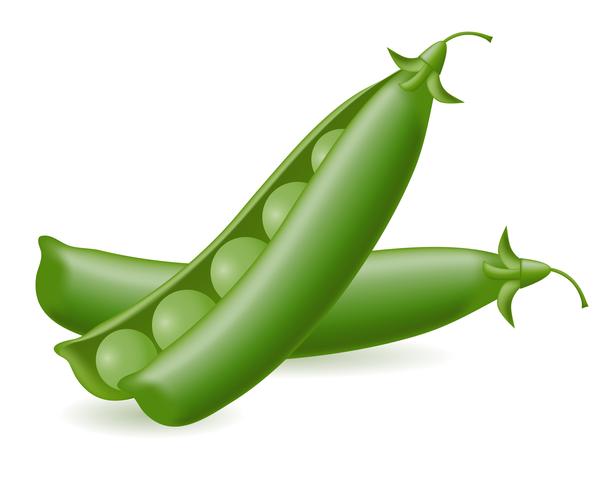 peas vector illustration