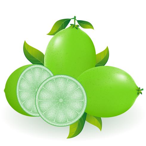 lime vector illustration