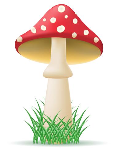 seta amanita vector illustration