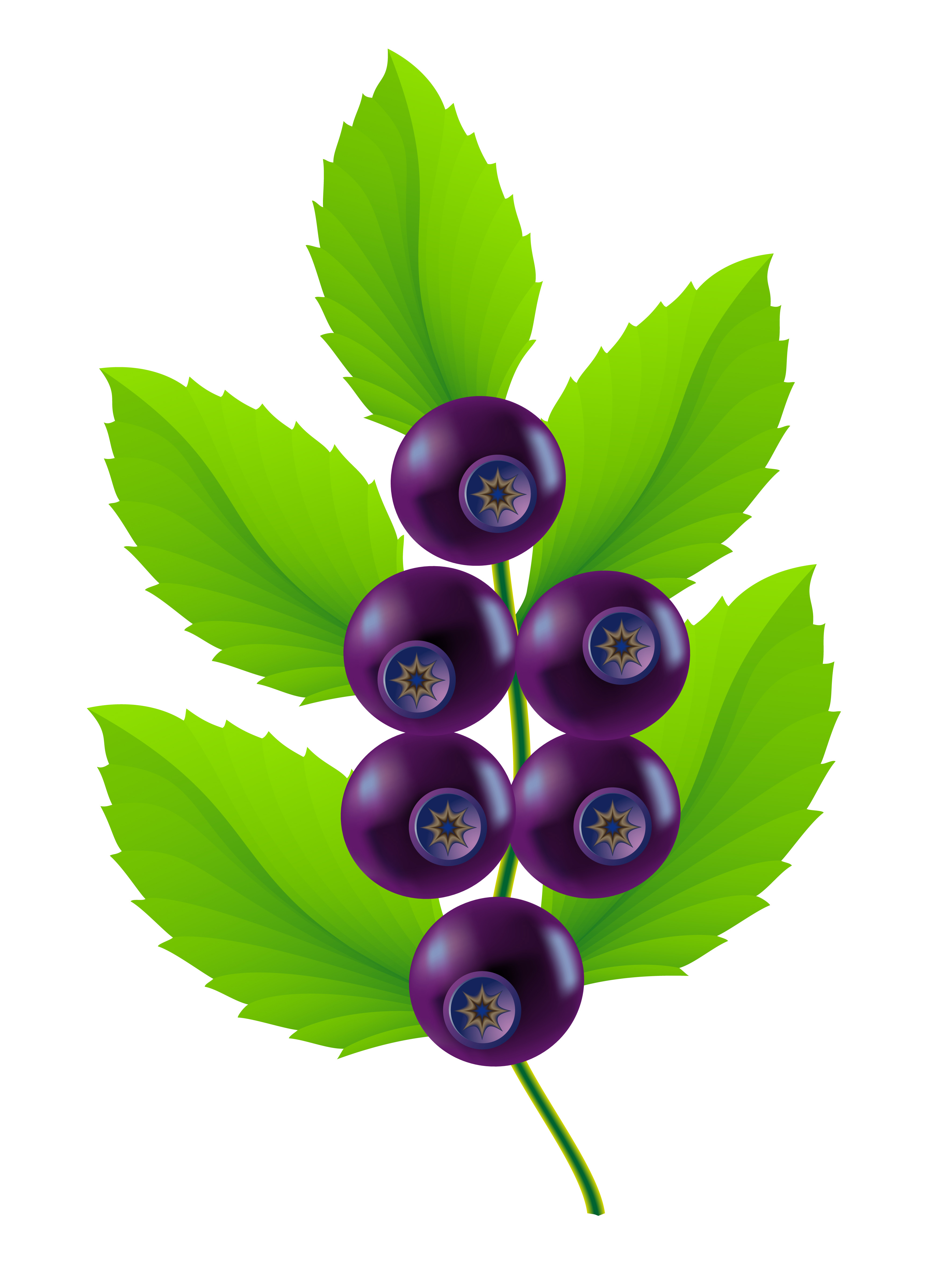 blueberries 510310 Vector Art at Vecteezy