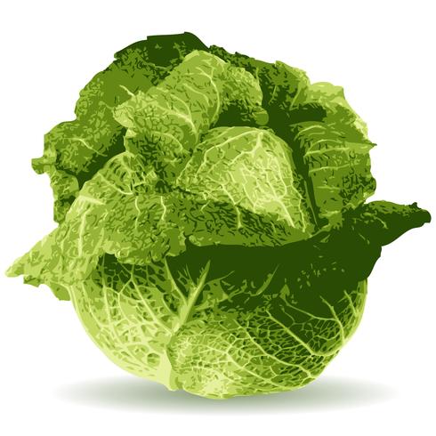 cabbage vector illustration