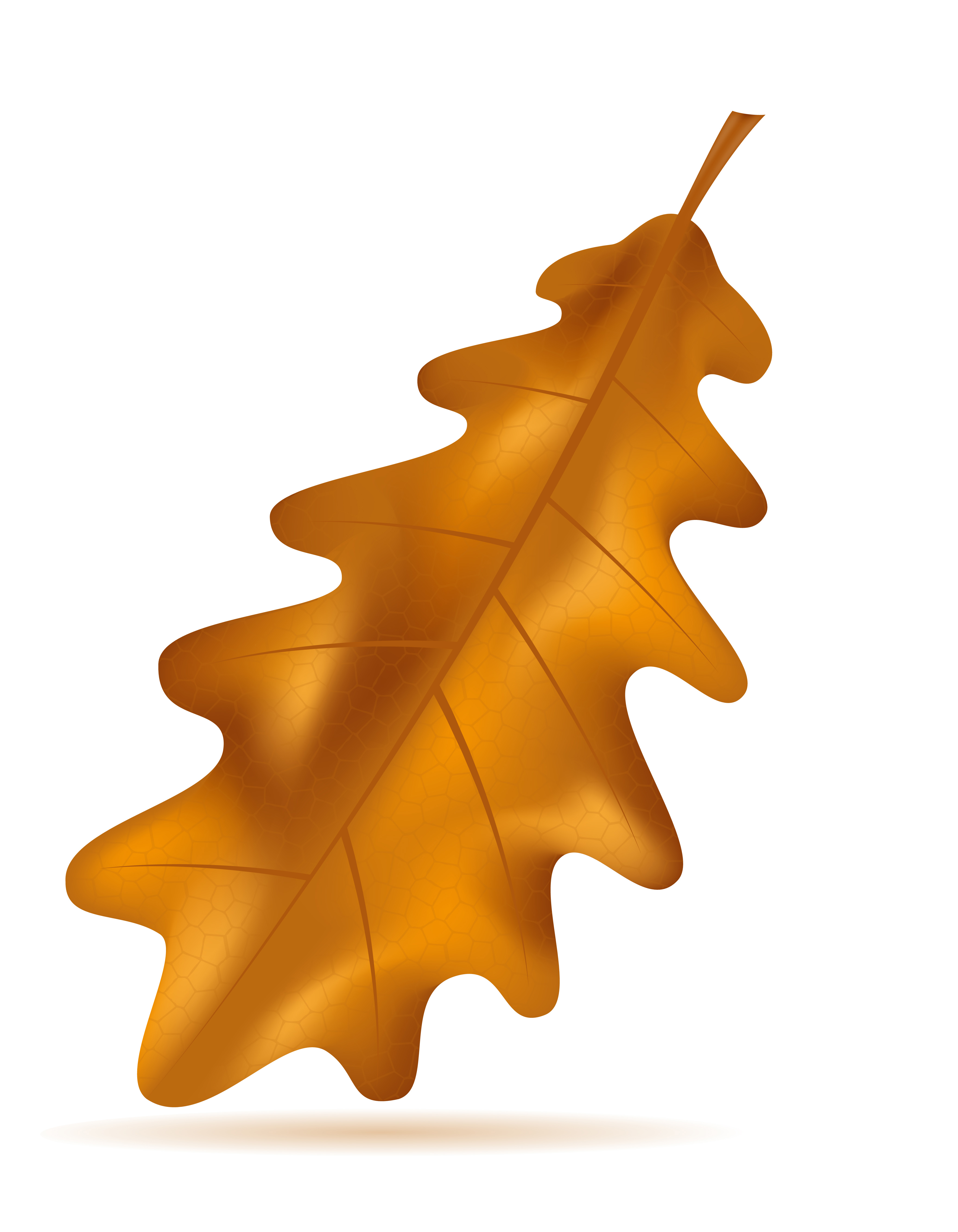 autumn oak leaves vector illustration 510644 Vector Art at