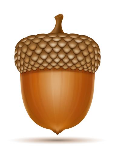 autumn oak acorns vector illustration