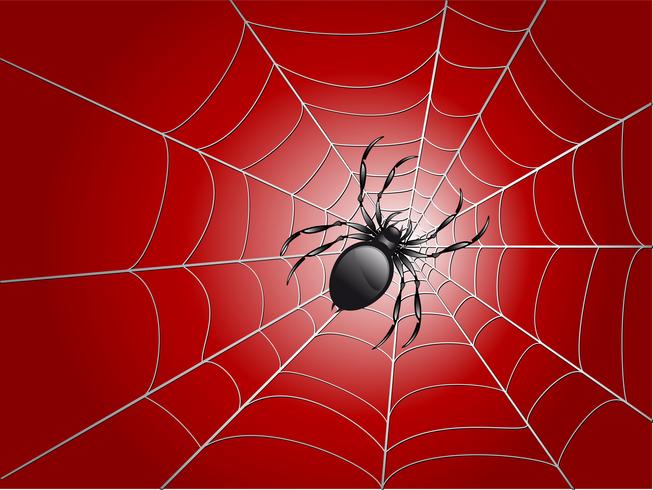 spider on wed vector