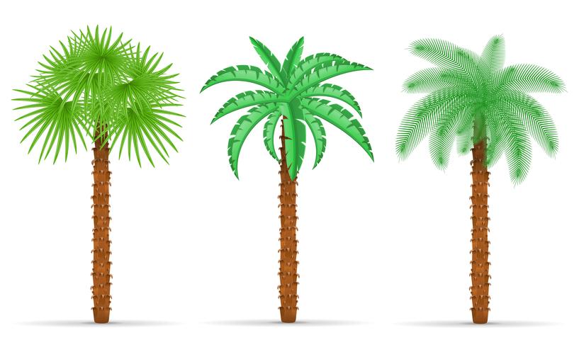 Ilustración de vector de palmera