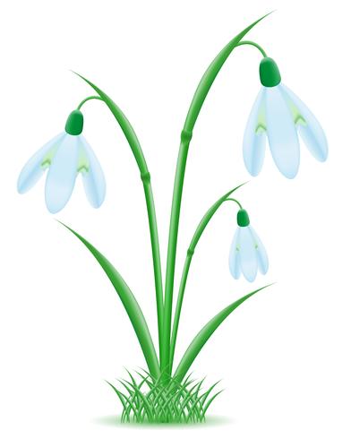 snowdrop vector illustration