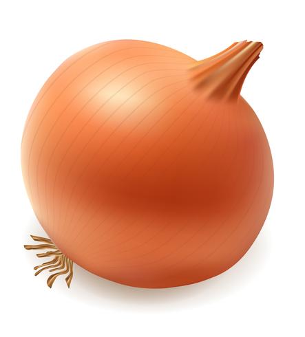 onion vector illustration