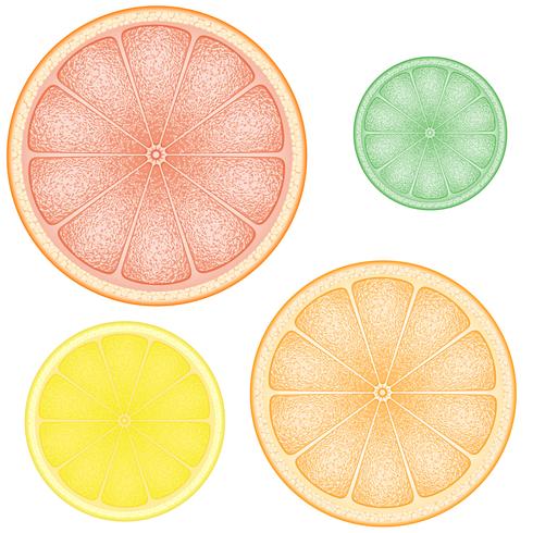 Conjunto de cítricos en la rodaja de naranja limón lima pomelo vector