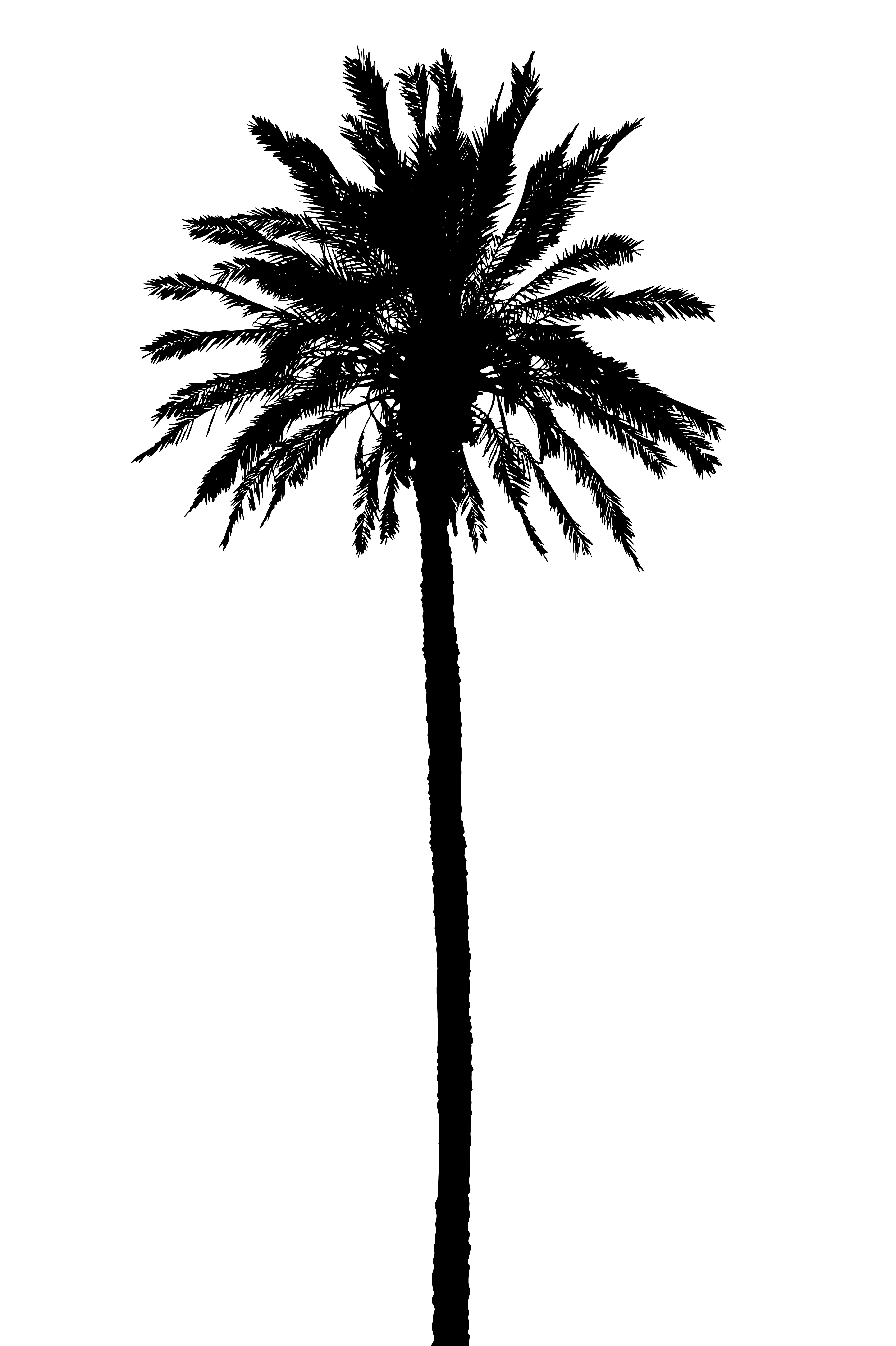 silhouette of palm trees realistic vector illustration 514881 Vector ...