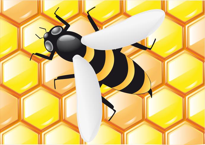 bee on honeycombs vector