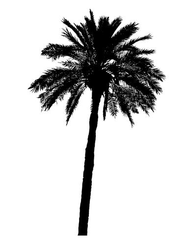 silhouette of palm trees realistic vector illustration