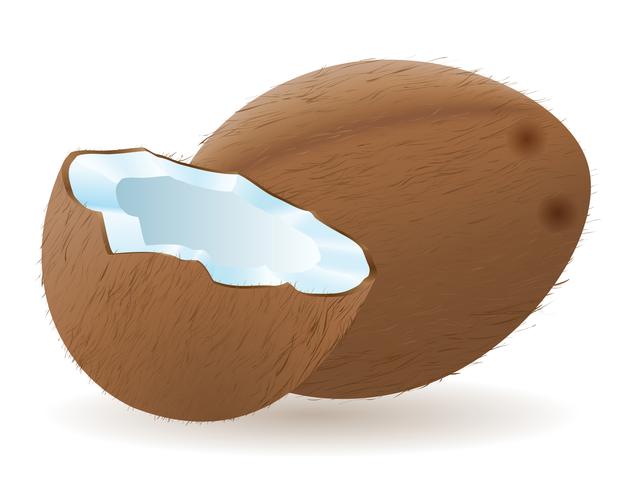 ilustración vectorial de coco vector