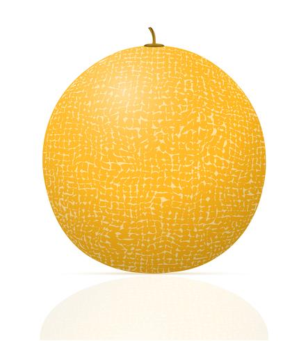 melon ripe juicy vector illustration