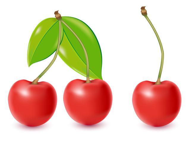 cherry vector