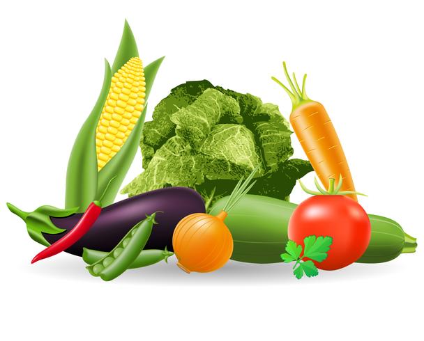 still life of vegetables vector illustration
