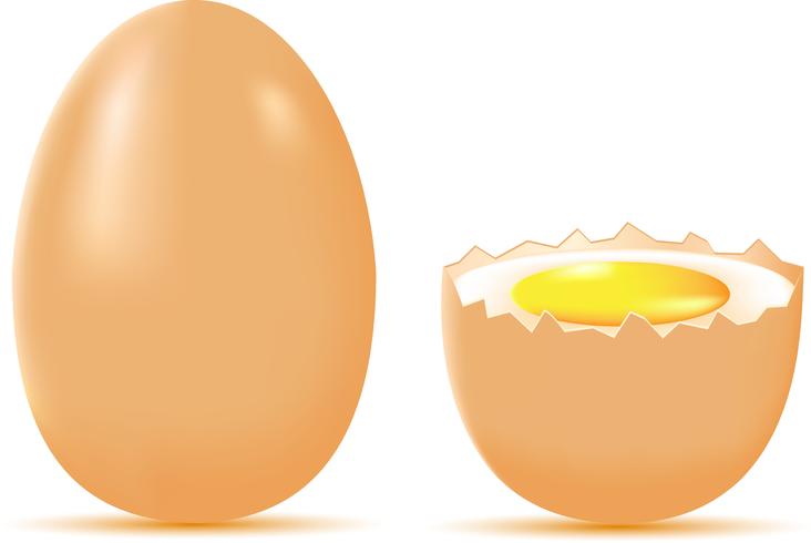 egg vector