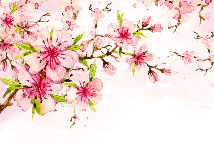 Cherry flowers blossom  vector